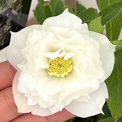 クリスマスローズ：セレクトダブル26-75・レフレール系／1.5Lポット【現品販売】