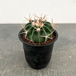 サボテン：ホマロケファラ　綾波　3号鉢植え