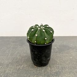 サボテン：エキノプシス　王冠短毛丸（オウカンタンゲマル）　3号鉢植え