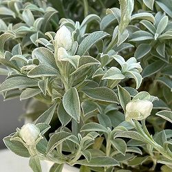 ヘリクリサム：ホワイトフェアリー4号鉢植え