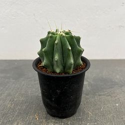 サボテン：フェロカクタス　刺無王冠竜　3号鉢植え