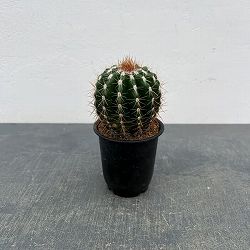 サボテン：ディスコカクタス　ホルスティ　3号鉢植え