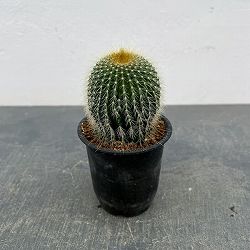 サボテン：ワラシー　3号鉢植え