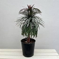 ユッカ：デスメティアーナ 7号鉢植え26-02