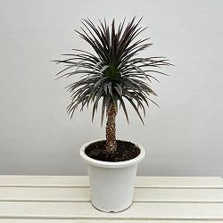 ユッカ：デスメティアーナ 7号鉢植え26-03