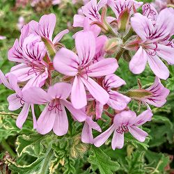 ニオイゼラニウム：ロバースレモンローズゼラニウム3号ポット