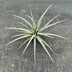 チランジア：ポーリアナ*