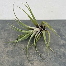 チランジア：フレクスオーサ