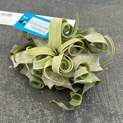 チランジア：ストレプトフィラ 直径約12cm