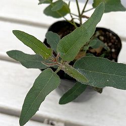 ユーカリ：レモンブッシュ　3.5号ポット