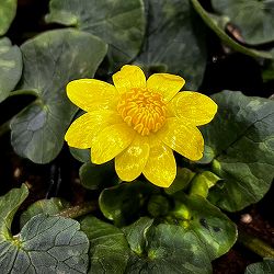 [26年2月中下旬予約]リュウキンカ：姫リュウキンカ3号ポット