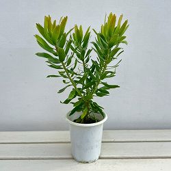 リューコスペルマム（ピンクッション）：キューニフォーム4号鉢植え