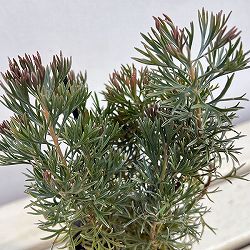 アデナントス：クニングハーミルブッシュ3号ポット