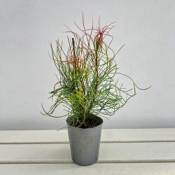 オーラックス：パラシア3号ポット