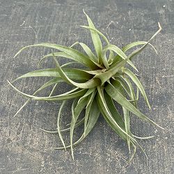 チランジア：カピタータ・レッド