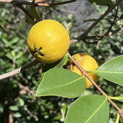 グアバ：イエローグアバ（キミノバンジロウ）3号ポット