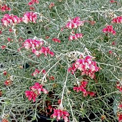 グレビレア：ラベンダー グレビレア 4号ポット