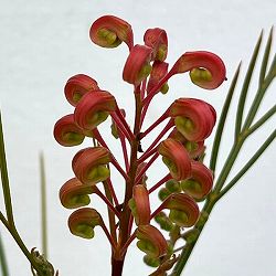 グレビレア：エレガンス5号鉢植え