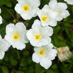 [26年4月下旬予約]銀杯草（ギンパイソウ・ニーレンベルギア）3.5号ポット