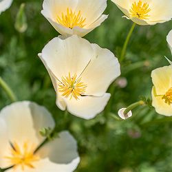 エスコルチア：大輪ホワイト3.5号ポット