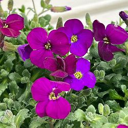 オーブリエチア：パープル3-3.5号ポット