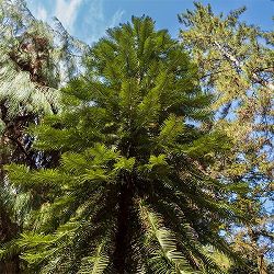 ウォレマイ・パイン（ジュラシックツリー） 6号鉢植え