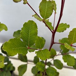 イナゴマメ（セラトニア・シリクア）2.5号ポット