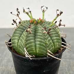 ユーフォルビア：バリダ　3号鉢植え