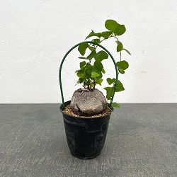 ディオスコレア：エレファンティペス（亀甲竜）3号鉢植え