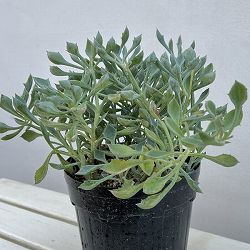 セネシオ：マサイの矢尻（まさいのやじり）6号鉢植え