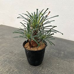 ユーフォルビア：ムルチフォリア　3号鉢植え