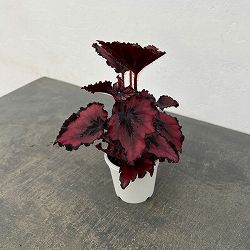 レックスベゴニア：ベネチアンレッド3号ポット