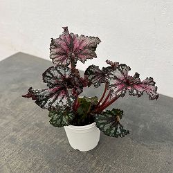 レックスベゴニア：かぐや姫3号ポット