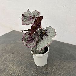 レックスベゴニア：シースプライト3号ポット