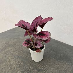 レックスベゴニア：ミカド3号ポット