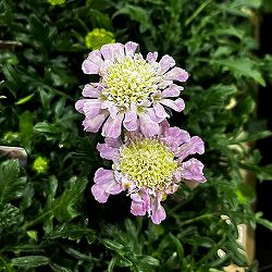 スカビオサ（マツムシソウ）：ライトピンク 3号ポット