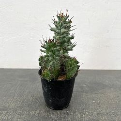 ユーフォルビア：ホリダ モンストローサ　3号鉢植え