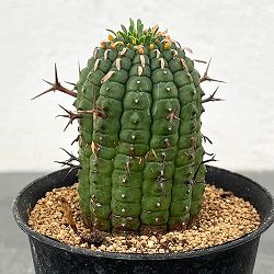 ユーフォルビア：ステリスピナ（群星冠）　3号鉢植え*