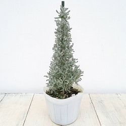 コットンラベンダーのツリー仕立て 3.5号ポット 6株セット
