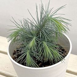 マツ（松）：マルチネスピニョンマツ5号鉢植え