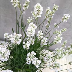 イングリッシュラベンダー：アルバ3号ポット