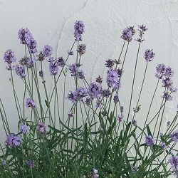 イングリッシュラベンダー：レディー3号ポット