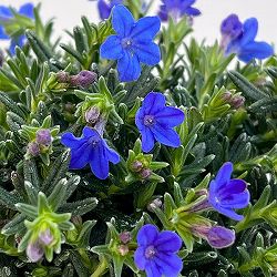 フィロティカ・ノディフローラ3.5号ポット