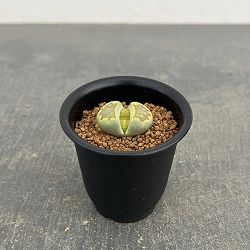 リトープス：緑菊章玉　2.5号鉢植え*