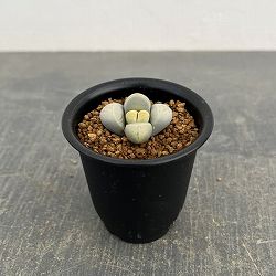 リトープス：菊水玉　2.5号鉢植え*