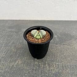 リトープス：双眸玉　2.5号鉢植え*