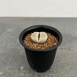 リトープス：麗紅玉（れいこうぎょく）2.5号鉢植え