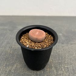 リトープス：コエレマニー　2.5号鉢植え