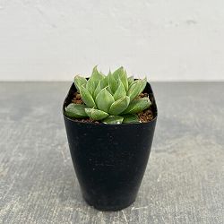 ハオルチア：オブボル錦N1（オブツーサ×ボルジー）　2.5号