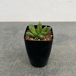 ハオルチア：スタイオブ　2.5号スクエア鉢